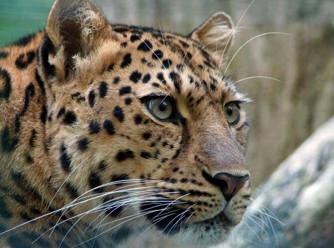 Captură rară a unui leopard persan într-o regiune muntoasă din Irak - foto ilustrativ Pixabay