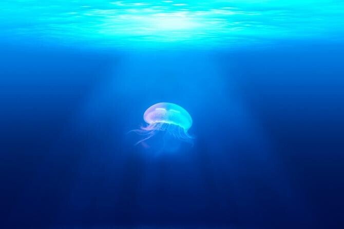 Tânăr de 17 ani, mort după ce a fost înțepat de o meduză / Imagine de Free-Photos de la Pixabay 