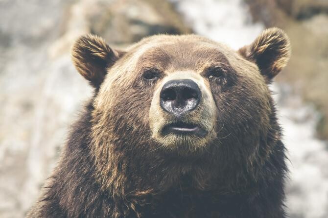 Un urs și-a făcut din nou apariția pe pârtia Bradul din Poiana Brașov   /   Foto cu caracter ilustrativ: Pixabay