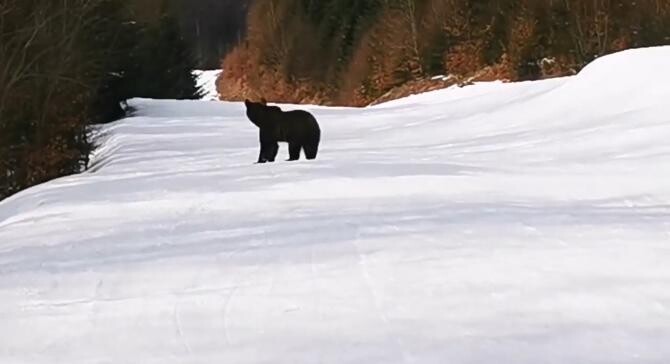 Un urs a alergat printre schiorii din Predeal. Cum a decurs întâlnirea  / Captură PrahovaNews