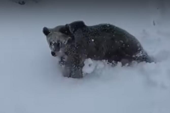Ursul care a alergat un schior s-a întors pe pârtia din Predeal / Sursă foto: captură clip Youtube