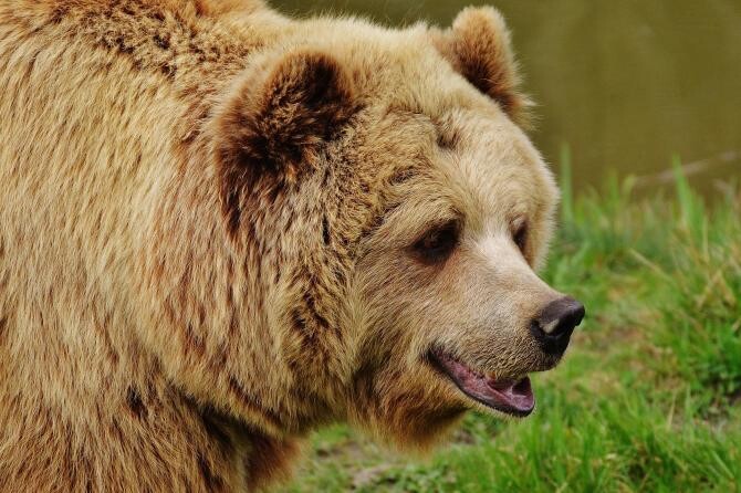 Ursul plimbăreț din Predeal a început să îi terorizeze pe localnicii din zona în care a fost relocat  /  Foto cu caracter ilustrativ: Pixabay