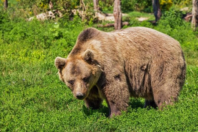 Român, terorizat de un urs. I-a distrus deja 20 de stupi, iar acum e atras de celelalte animale  /  Foto cu caracter ilustrativ: Pixabay