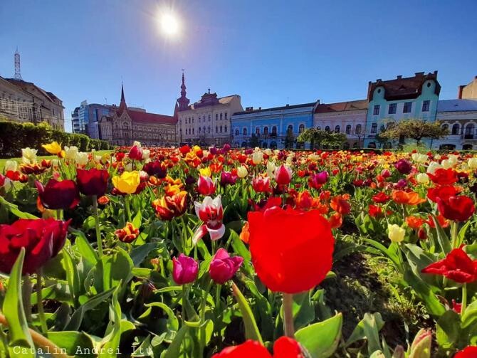 Clujul, 'capitala lalelelor'. Explozie de flori și de culoare pe străzi / Foto DC News