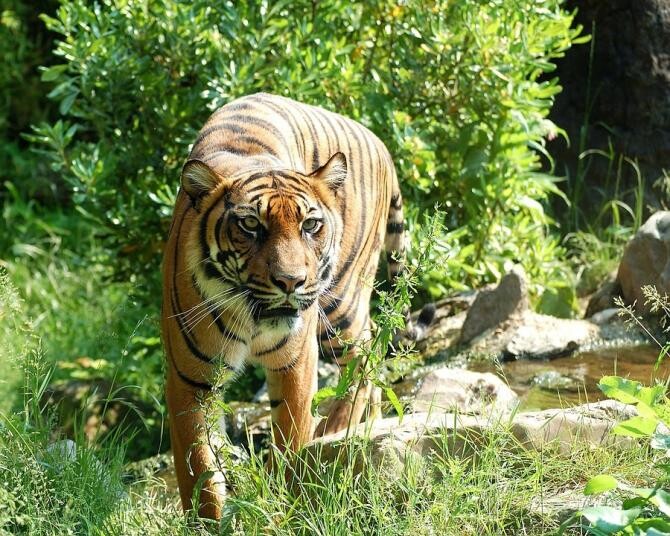 Pixabay / Îngrijitori uciși de tigri