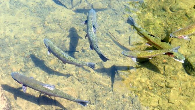 Poluare cu amoniac pe un râu din Neamț. Au murit toți peștii din mai multe păstrăvării  /  Foto cu caracter ilustrativ: Pixabay