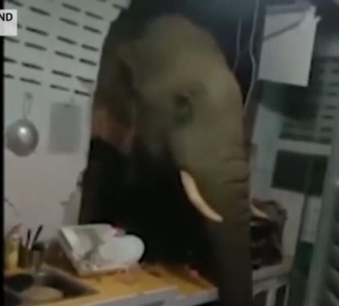 O femeie s-a trezit cu un elefant flămând în bucătărie. A dărâmat peretele casei  / Foto: Captură video Youtube