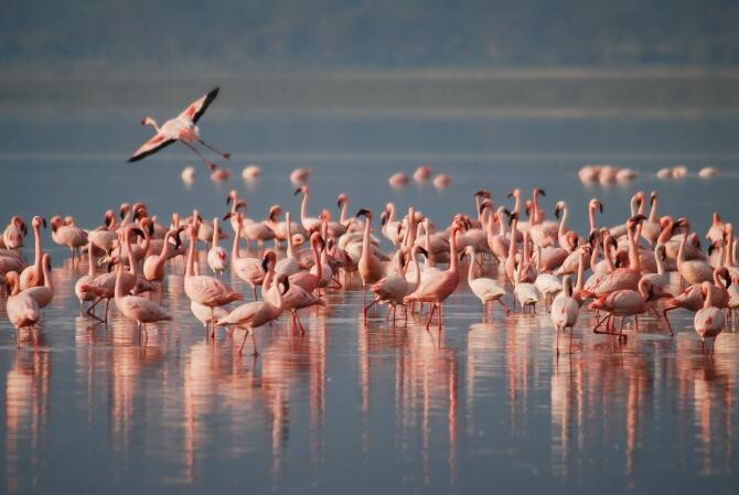 Mii de pui de flamingo, găsiți morți într-un lac din Turcia / Foto: Pixabay