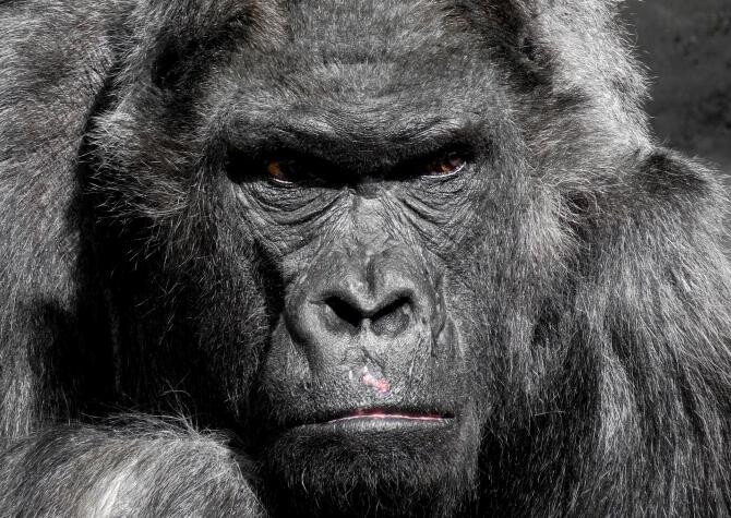 Primul război între cimpanzei și gorile observat vreodată. Cum au decurs luptele  /  Foto cu caracter ilustrativ: Pixabay