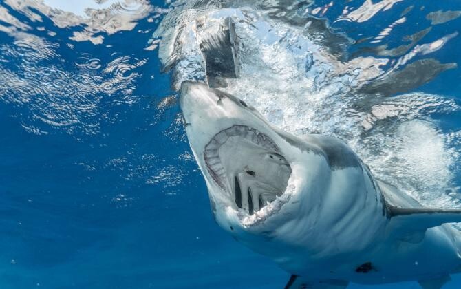 Un rechin alb i-a sfâșiat piciorul unui turist care făcea parasailing / Foto: Pixabay
