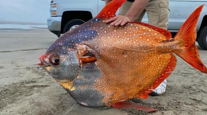 Pește ciudat, de 45 de kilograme, descoperit pe o plajă din Oregon / Sursă foto: Captură Youtube Tiffany Boothe Seaside Aquarium  KGW News