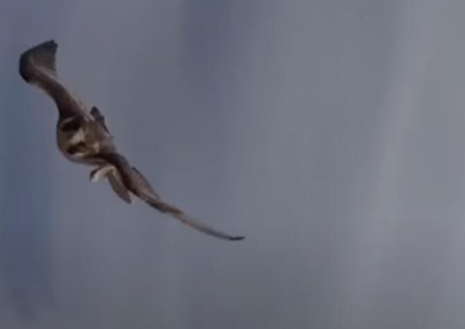 VIDEO VIRAL cu momentul în care un șoim atacă o dronă și o aduce cu ghearele la pământ  /  Sursă foto: Captură Youtube 