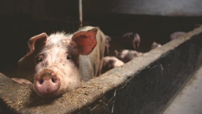 15 localități din Dâmbovița, afectate de pesta porcină africană