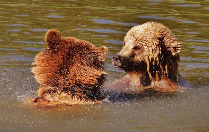 O familie de urși se relaxează într-o piscină, la munte / Foto: Pixabay