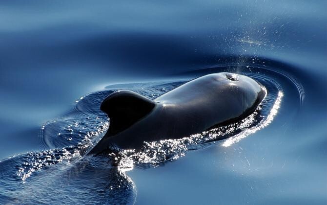 Oamenii de știință au descoperit o fosilă de balenă cu patru picioare  / Foto: Pixabay