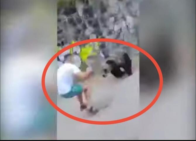Turist, atacat de URS. Animalul stătea liniștit, întins pe marginea străzii, dar bărbatul a insistat să îl fotografieze / Foto: Captură video Realitatea Plus