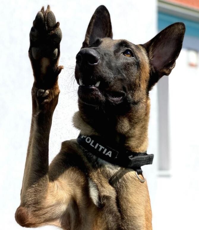 Blue este unul dintre cei cinci câini polițiști care fac parte din proiectul pilot de detectare a persoanelor infectate cu Covid-19 