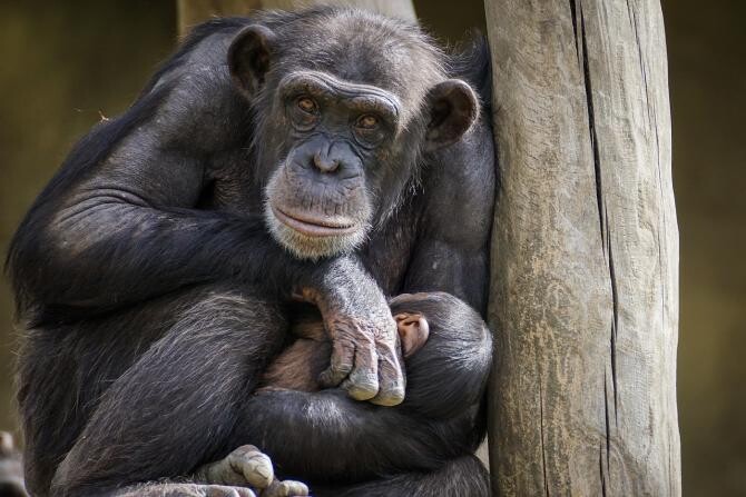 Foto ilustrativ cimpanzeu / Imagine de suju-foto de la Pixabay 