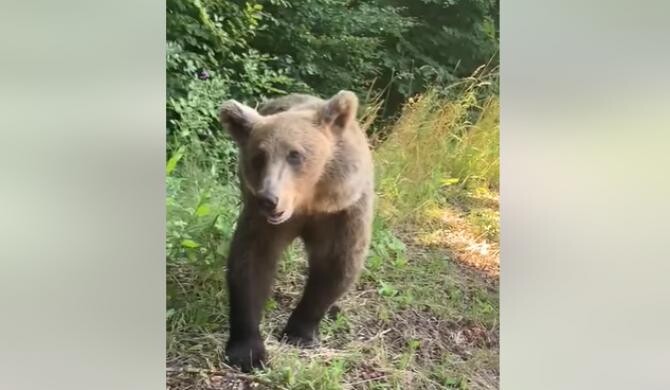 Cum reacționează un urs care la prima vedere pare blând  /  Sursă foto: Captură Facebook