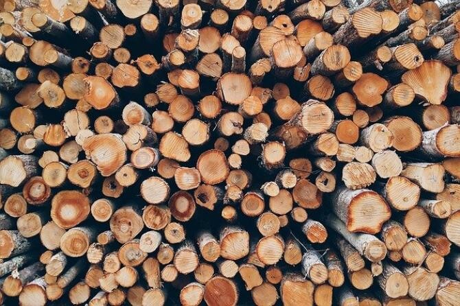 foto pixabay/ Mafia lemnului în România. Pădurar bătut de hoții de lemne