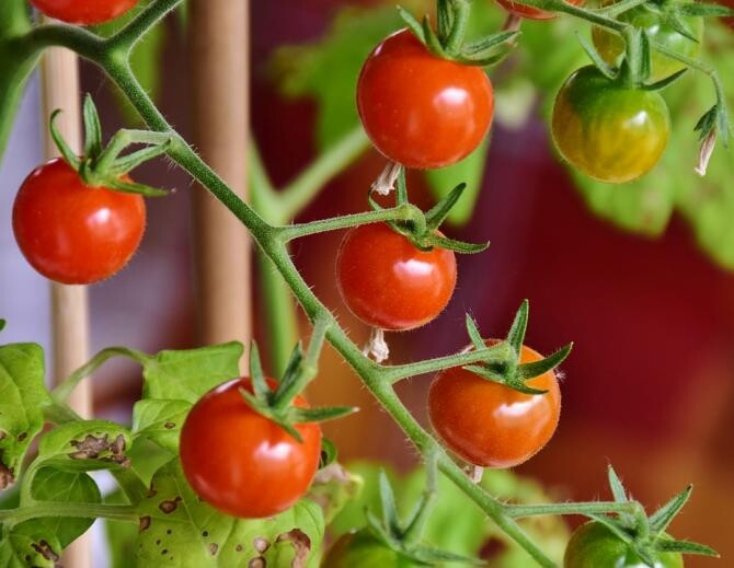Pastă de tomate cu 1% roșii. Mihai Ponea, director ANSVSA: Să plecăm de la citirea etichetei! / Foto: Pixabay