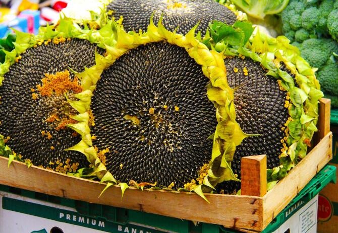 România, producţie-record 'degeaba' la floarea-soarelui! Nu avem fabrici, exportăm