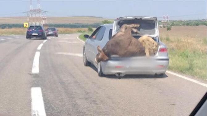Imagine bizară pe DN72. Un șofer a plecat la drum cu o vacă și un berbec în portbagajul mașinii  /  Sursă foto: Observatornews