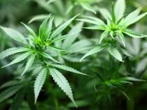 O femeie de 91 de ani cultiva canabis, într-un centru de vârstnici, fără să știe: Îi plăcea planta / Foto: Pixabay