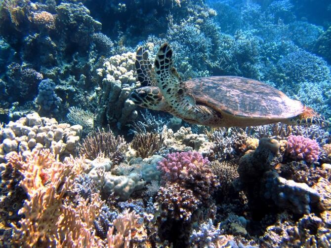 O colonie de corali cu vârsta de 600 de ani a fost descoperită în Marea Roșie / Foto: Pixabay