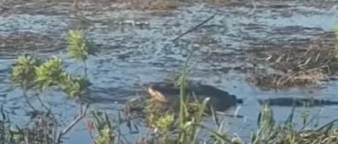 Imagini terifiante. Un aligator înghite o dronă, după care îi explodează în gură  /  Sursă foto: Captură YouTube 