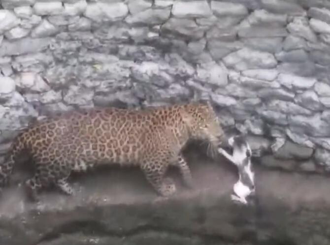 Un leopard și o pisică au ajuns față în față. Cel mai mic a câștigat confruntarea / Foto: Captură video Twitter