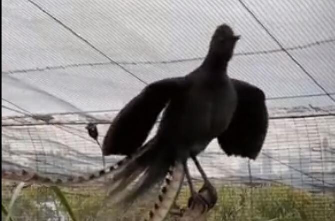 O pasăre dintr-o grădină zoo a învățat să imite la perfecție țipetele unui bebeluș  /  Sursă foto: Captură Twitter