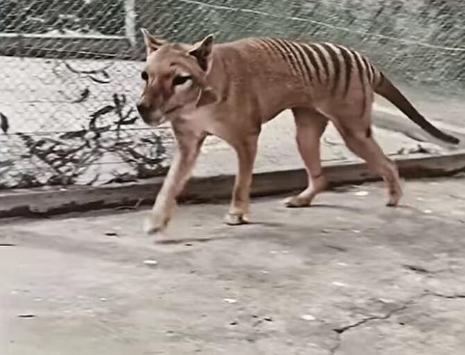 Primele imagini color cu tigrul tasmanian, specie dispărută în urmă cu 85 de ani / Foto: Captură video Youtube
