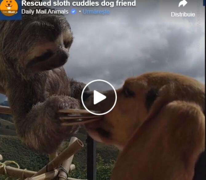 Un câine Beagle și un leneș au legat o prietenie virală. Imaginile care au înduioșat internetul / Captură video Daily Mail Animals