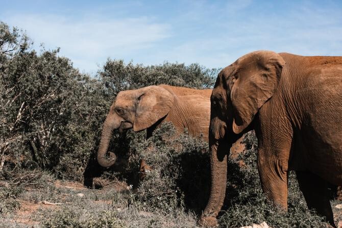 Pexels / BRACONAJUL de fildeș a dus la modificarea evoluției elefanților (STUDIU)