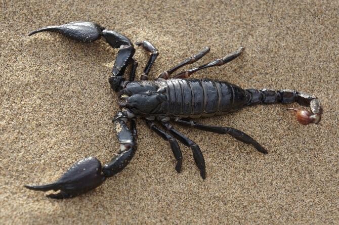 Descoperire impresionantă. Fosila antică a unui scorpion, mare cât un câine, găsită în ape  / Foto: Pixabay