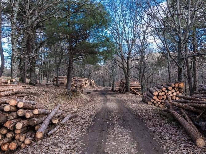 Un ofițer SRI a fost prins la furat lemne într-o pădure din Cluj / Foto: Pixabay
