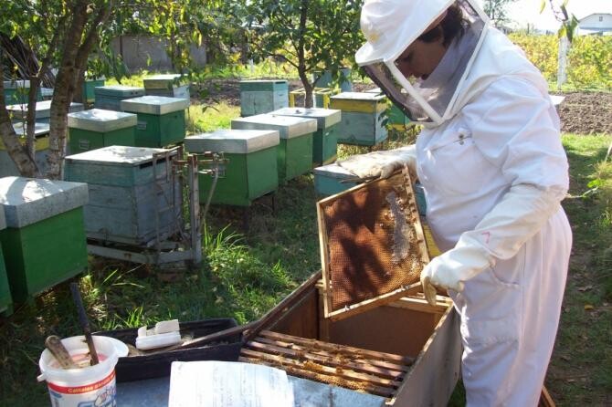 Ajutor de minimis pentru apicultori