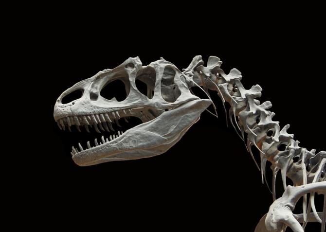 Prima specie de dinozaur care a trăit în Groenlanda în urmă cu 214 milioane de ani, identificată de cercetători / Foto: Pixabay