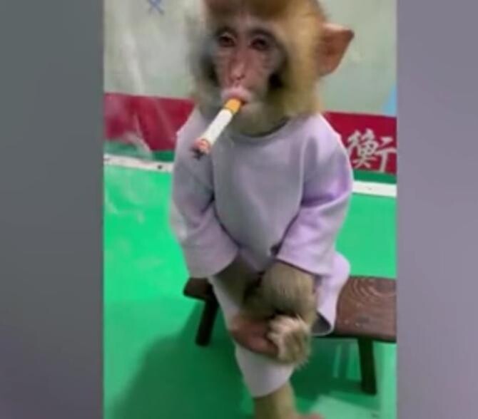 Maimuță de la ZOO, forțată să fumeze pentru o campanie anti-fumat / Foto: Captură video Daily Mail