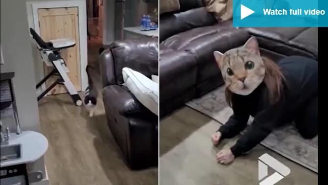 O femeie și-a speriat groaznic pisicile din casă după ce și-a pus o mască de felină / Farsă VIRALĂ Captură Video Daily Mail