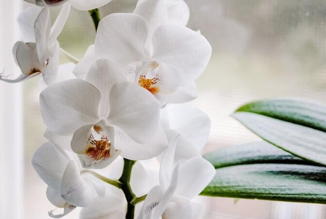 Trucul simplu pentru a înmulți orhideea. Va ănflori tot timpul / Foto: Pixabay
