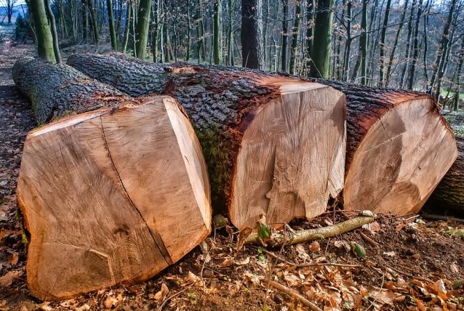 Un pădurar a fost bătut crunt de hoții de lemne, după ce i-a prins la furat / Foto: Pixabay