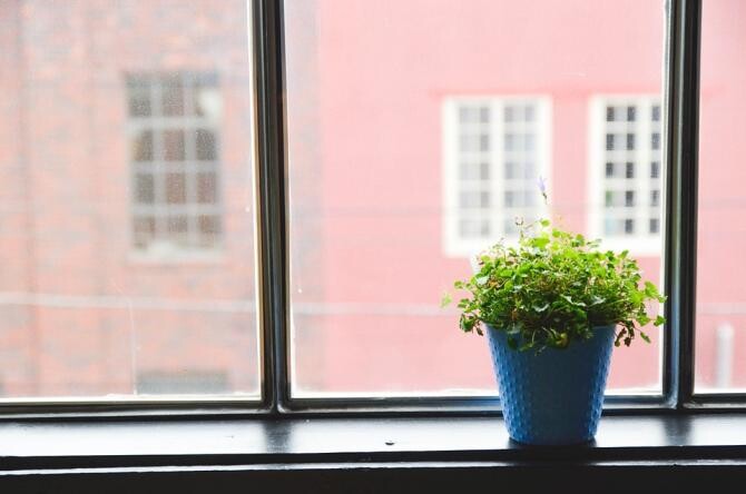 Plantele care te vor ajuta să scapi de mirosul urât din casă. Nu vei mai avea nevoie de odorizante / Foto: Pixabay