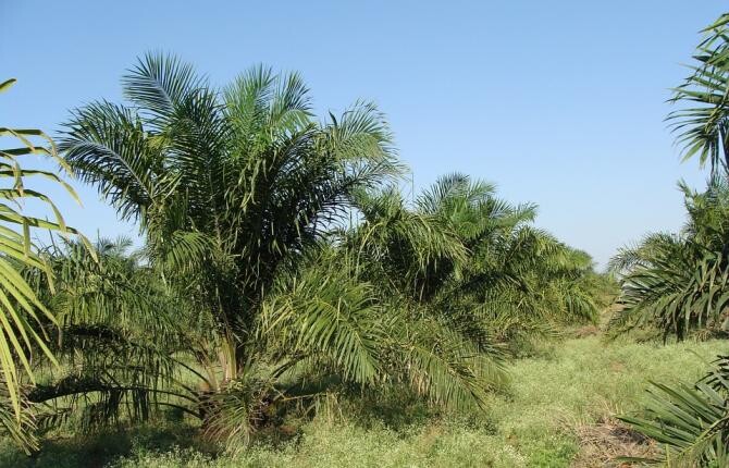 Pixabay / Țara în care cultivarea uleiului de palmier este STUDIU DE CAZ pentru bune practici