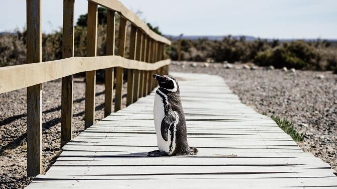 Un pinguin a călătorit, din greșeală, până-n Noua Zeelandă. Inițial, un localnic a crezut că e o jucărie    /  Foto cu caracter ilustrativ: Pixabay