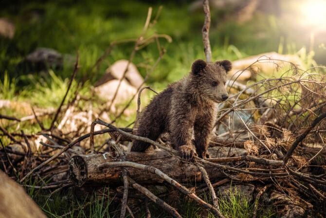 Sursă foto: Pexels / Adoptă un pui de urs