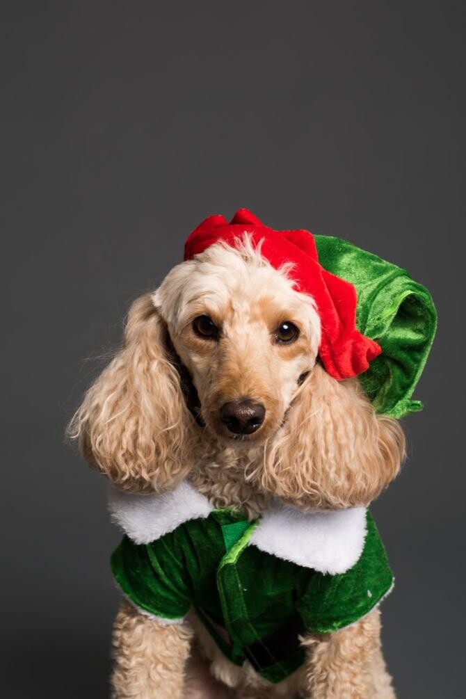 Câinii preferă melodiile de Crăciun: 'Last Christmas', 'Jingle Bells', 'All I Want for Christmas is You' de Mariah Carey - studiu / Foto ilustrativ Pexels