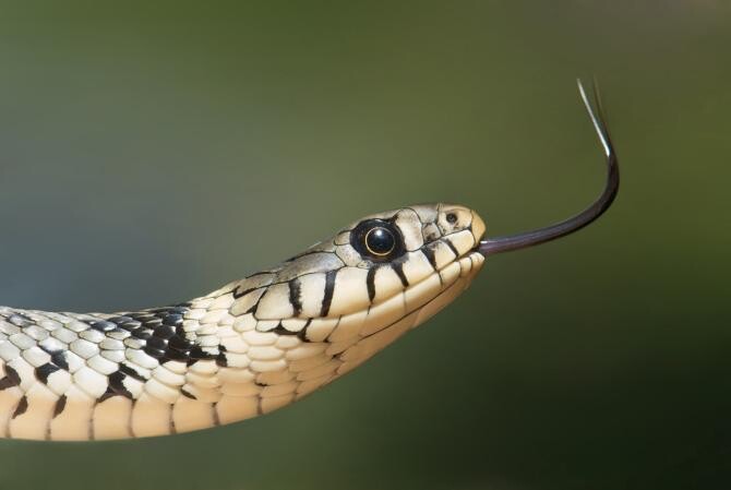 15 șerpi, descoperiți într-o grădiniță din Republica Moldova  /  Foto cu caracter ilustrativ: Pexels 