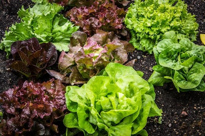 Cum păstrezi salata verde proaspătă la frigider, timp de mai multe săptămâni / Foto: Pixabay